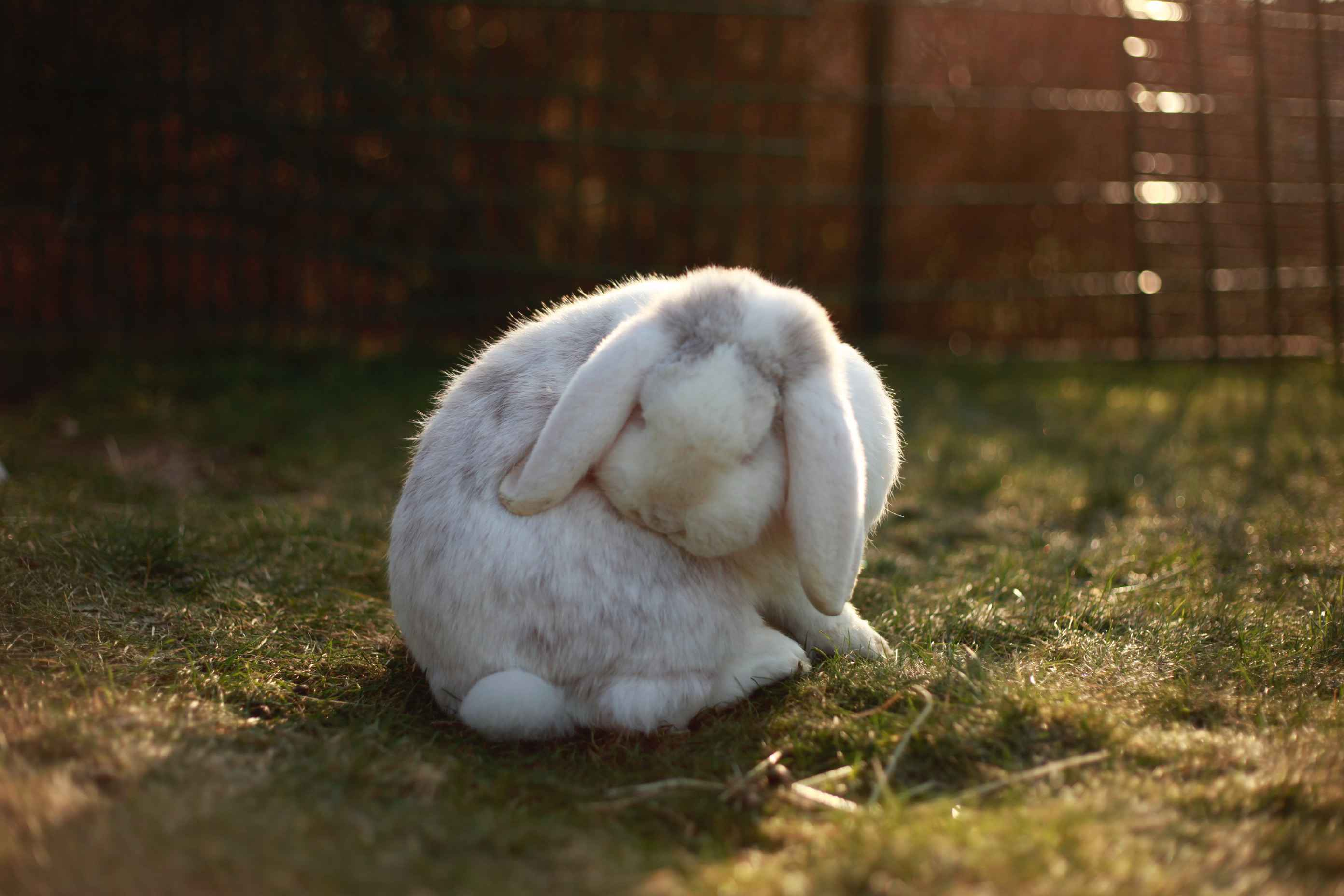 Rabbit Seizure Symptoms: How to Recognize if Your Pet is Having a Seizure